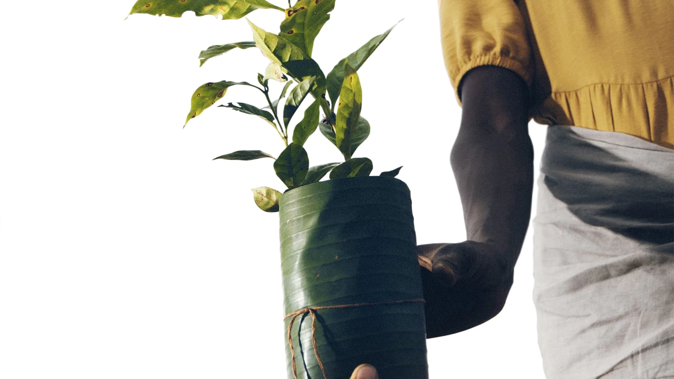 Coffee plant